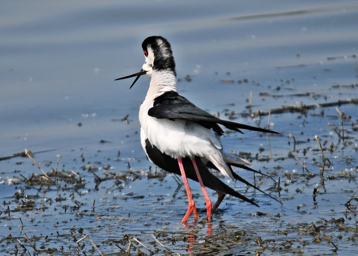 Cavalieri d''Italia ...